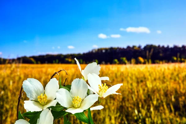 Drobné Bílé Květy Jasmínového Keře Louce Během Jara — Stock fotografie