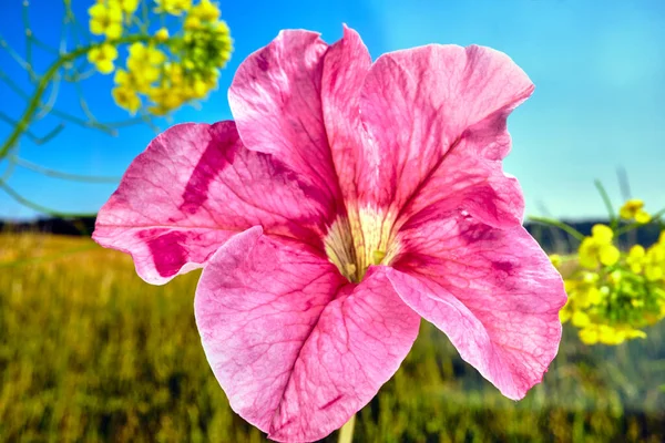 Lila Blütenblätter Einer Blühenden Surfinia Blume Garten — Stockfoto