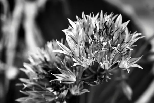 Cebollino Colorido Floreciente Durante Primavera Jardín Polonia Monocromo — Foto de Stock