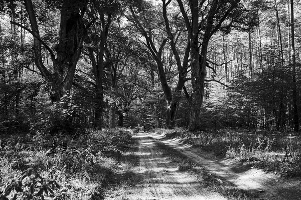 Polonya Daki Eski Yaprak Döken Bir Ormanda Kumlu Bir Yolda — Stok fotoğraf