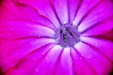 Baharda bir bahçede Silene çiçeğinin yakın çekimi, Polonya