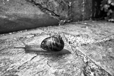 Yağmurdan sonra beton duvarda sürünen kabuklu kırmızı bir salyangoz, Yunanistan