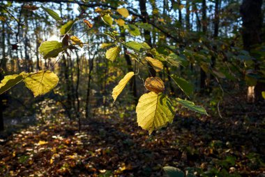 Polonya 'da sonbaharda güneşli ıhlamur yaprağının ayrıntıları
