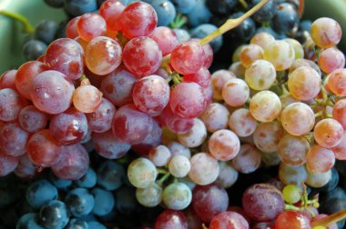 arka plan olarak olgun renkli üzüm demet