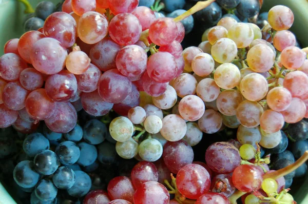 Dojrzałych Winogron Kolorowe Bukiety Jako Tło — Zdjęcie stockowe