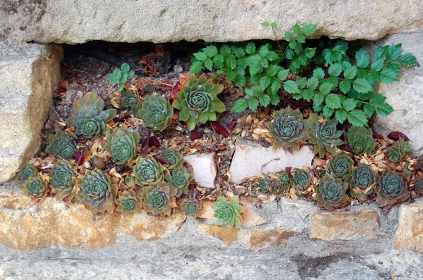Suculentas Verdes Crescendo Perto Pedras — Fotografia de Stock