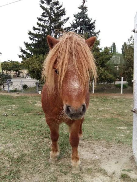 Cavallo Piedi Sul Pascolo Giorno — Foto Stock