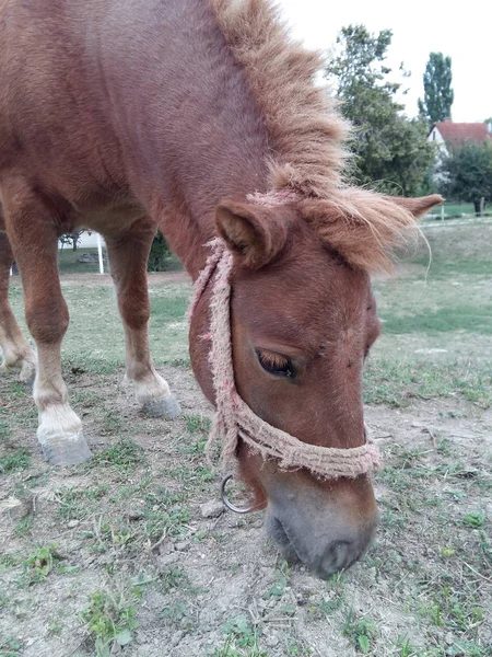 Paard Groen Gras Eten Weide Overdag — Stockfoto