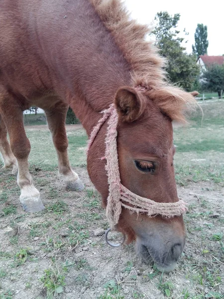 Cavallo Che Mangia Erba Verde Pascolo Giorno — Foto Stock