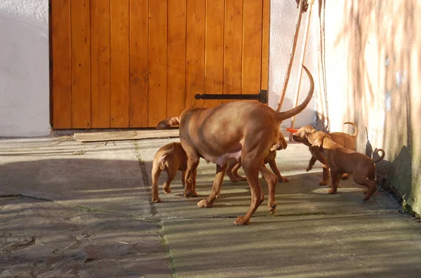 Dog Hungarian Vyzhla Playing Puppies Yard — Stock Photo, Image