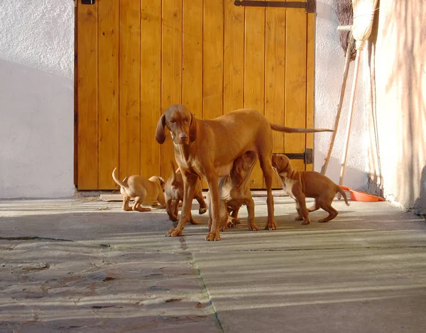 Dog Hungarian Vyzhla Playing Puppies Yard — Stock Photo, Image