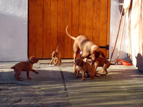 Pes Maďarského Vyzhla Hrát Štěňata Dvoře — Stock fotografie