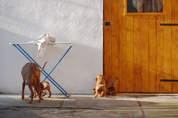 Dog Hungarian Vyzhla Playing Puppies Yard — Stock Photo, Image