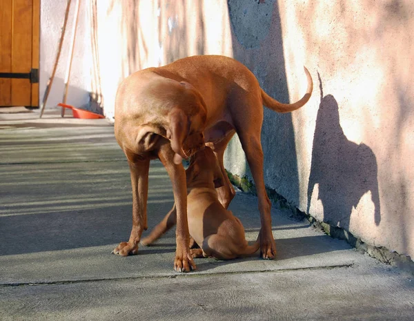 Bahçede köpek yavrusu besleme Macar vyzhla köpek