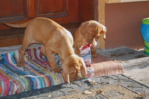 Puppies Hungarian Vyzhla Playing Yard — Stock Photo, Image