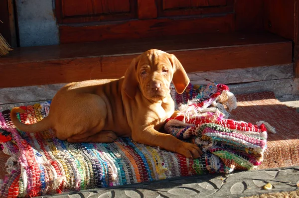 Puppy Hungarian Vyzhla Lying Carpet — Stock Photo, Image