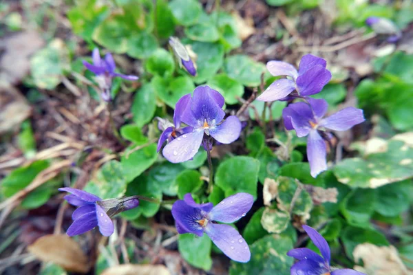 Nahaufnahme Von Lobelien Blumen Garten — Stockfoto