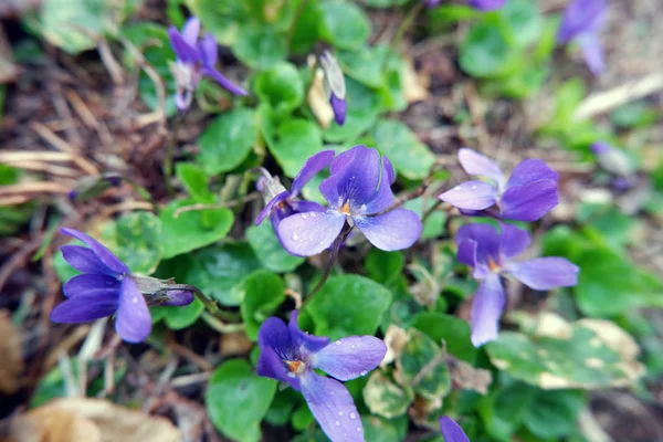 庭のロベリア花のクローズ アップ撮影 — ストック写真