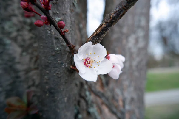 Zblízka Střílel Rozkvetlé Meruňkové Květin Stromě — Stock fotografie