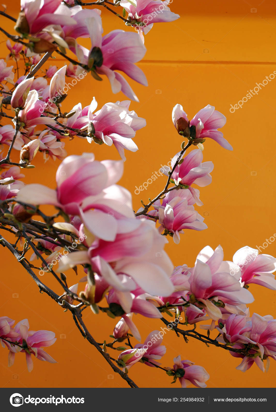 Vista Cerca Hermosas Flores Magnolia Rosa Sobre Fondo Naranja: fotografía  de stock © re_bekka #254984932 | Depositphotos