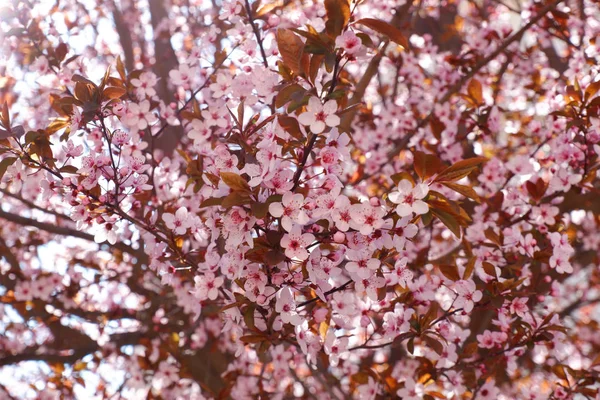 Close View Pink Cherry Tree Blossom — Stock Photo, Image