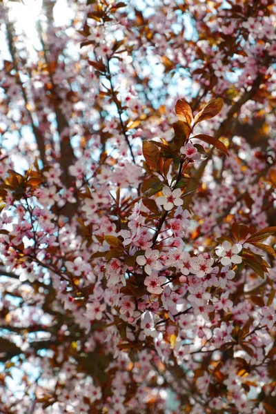 粉红色樱花的近景 — 图库照片