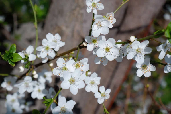 Närbild Vackra Äppel Träd Blomma — Stockfoto