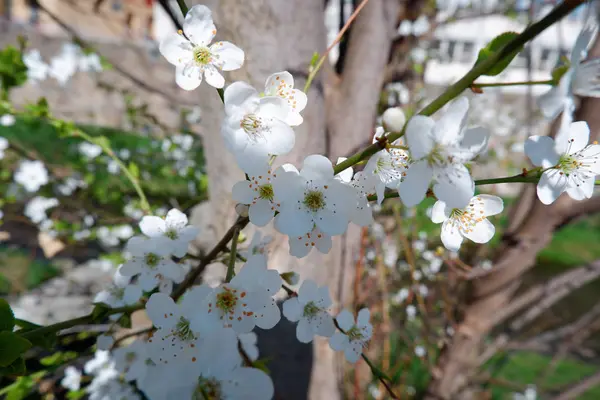 Close Uitzicht Mooie Appelboom Bloesem — Stockfoto