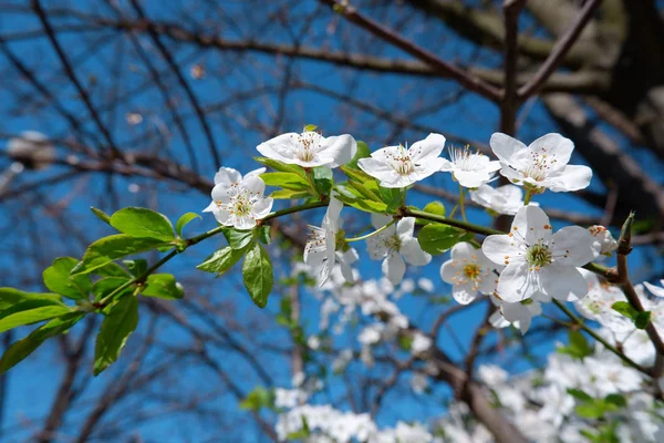 Zblízka Pohled Krásný Květ Jabloní — Stock fotografie