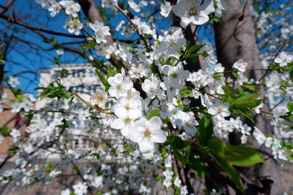 Närbild Vackra Äppel Träd Blomma — Stockfoto