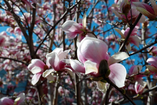 Närbild Rosa Magnolia Blommor Blomma Blå Himmel Bakgrund — Stockfoto