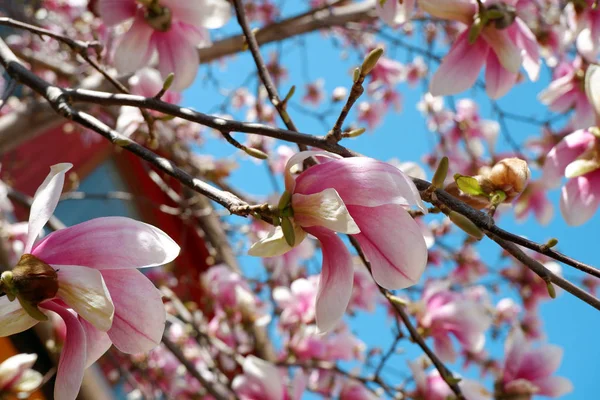 Close Uitzicht Roze Magnolia Bloemen Bloesem Blauwe Hemel Achtergrond — Stockfoto