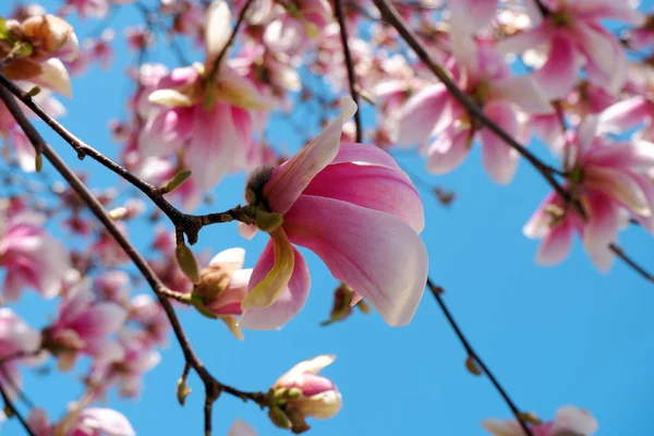 靠近粉红色的木兰花开花在蓝天背景的看法 — 图库照片