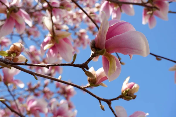 Vista Vicino Fiori Magnolia Rosa Fioriscono Sfondo Cielo Blu — Foto Stock