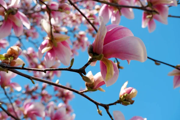 Nahaufnahme Von Rosa Magnolienblüten Blühen Auf Blauem Himmel Hintergrund — Stockfoto