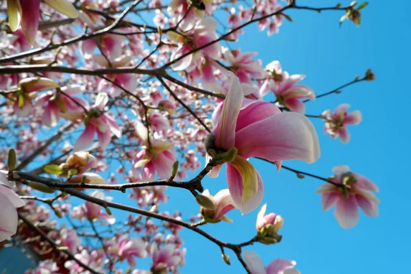 Nahaufnahme Von Rosa Magnolienblüten Blühen Auf Blauem Himmel Hintergrund — Stockfoto