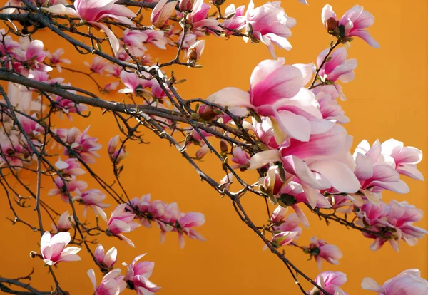 オレンジ色の背景に対する美しいピンクのマグノリアの花のクローズアップビュー — ストック写真