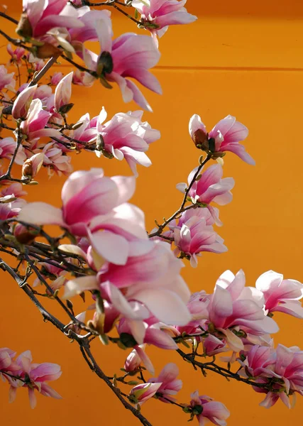 Close View Beautiful Pink Magnolia Flowers Orange Background — Stock Photo, Image