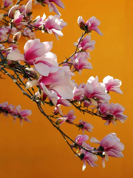 Close View Beautiful Pink Magnolia Flowers Orange Background — Stock Photo, Image