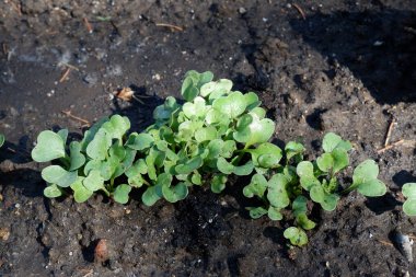 Bahçedeki yeşil bitki, kapat. 