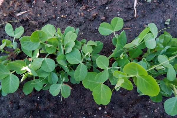 Grüne Pflanze Garten Aus Nächster Nähe — Stockfoto