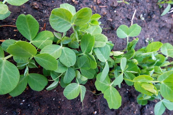 Groene Plant Tuin Close — Stockfoto