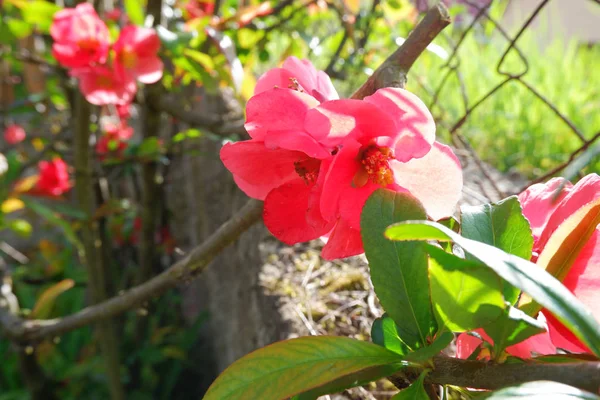 Mooie Roze Lentebloemen — Stockfoto