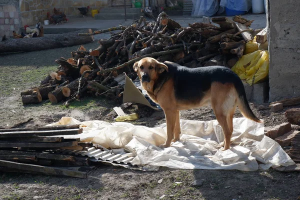 Cute Huge Dog Outdoors — Stock Photo, Image