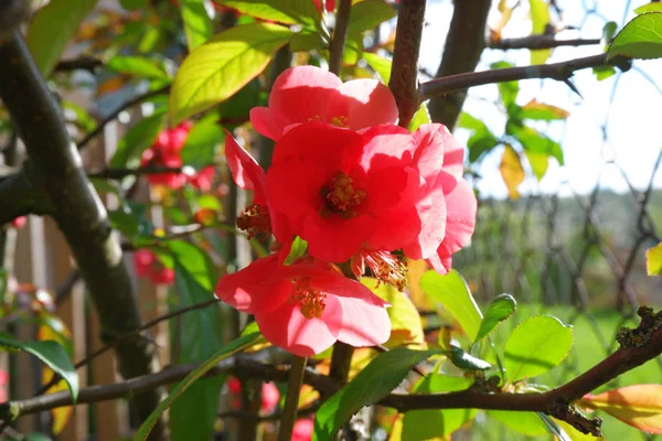 Розовые Весенние Цветы — стоковое фото