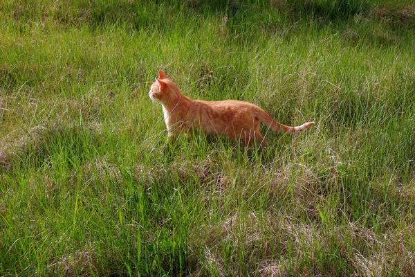 Kırmızı Kedi Açık Havada Yakın Çekim — Stok fotoğraf