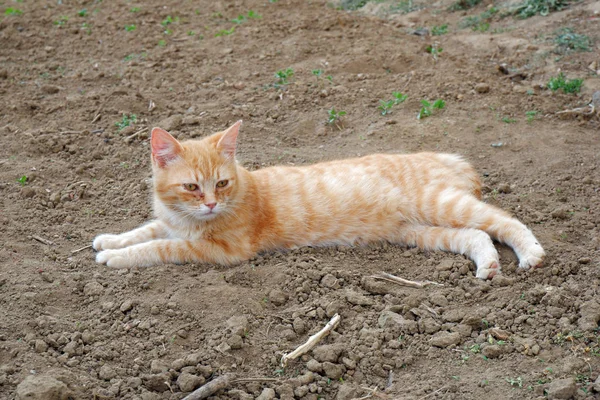 Gato Rojo Aire Libre Cerca —  Fotos de Stock