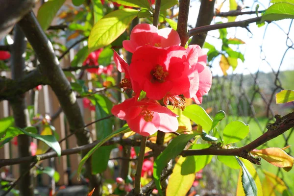 Hermosas Flores Rosadas Primavera — Foto de Stock