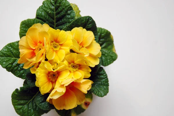 Bouquet Yellow Flowers — Stock Photo, Image