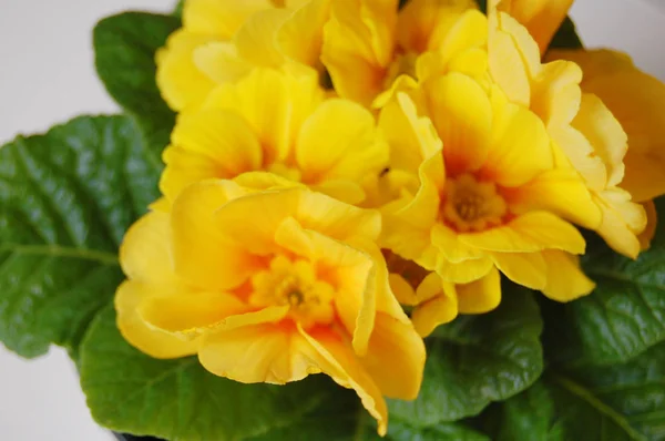Sárga Virágcsokor — Stock Fotó
